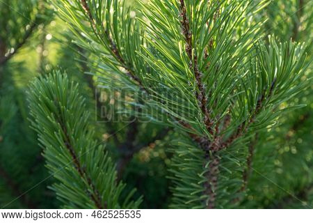 Natural Background Of Young Pine Branches, Close-up. Growing New Pine. Pine Branches With Green Need