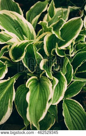 Hosta Funkia In My Swedish Garden. Shadow Garden