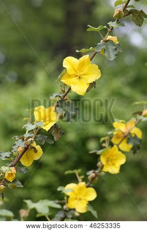 California Flannelbush, Fremontodendron Californicum