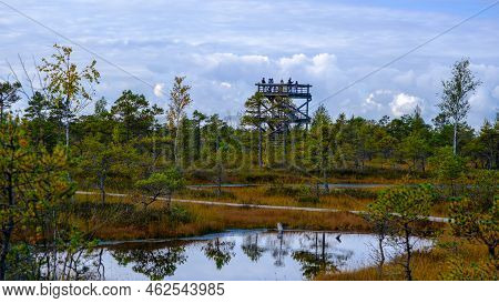 Bog Landscape, Bog Vegetation Painted In Autumn, Small Swamp Lakes, Islands Overgrown With Small Bog