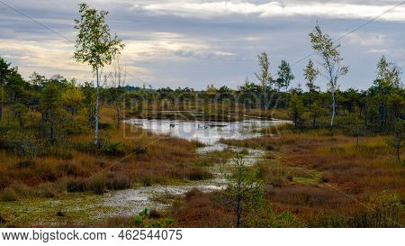 Bog Landscape, Bog Vegetation Painted In Autumn, Small Swamp Lakes, Islands Overgrown With Small Bog