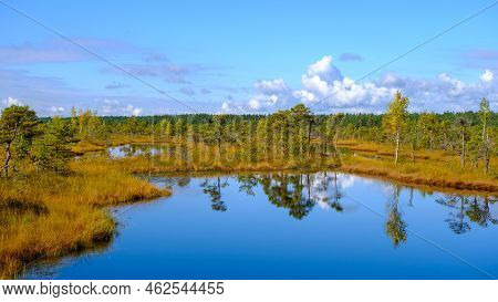 Bog Landscape, Bog Vegetation Painted In Autumn, Small Swamp Lakes, Islands Overgrown With Small Bog