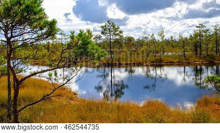 Bog Landscape, Bog Vegetation Painted In Autumn, Small Swamp Lakes, Islands Overgrown With Small Bog