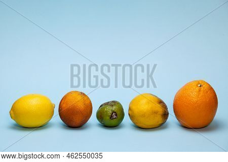 Concept. Improper Storage Of Citrus Fruits. Comparison Of Fresh And Rotten Fruits In One Row. Copy S
