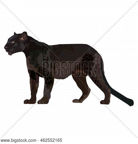 Black Leopard Realistic. Vector Illustration Wild Animal.