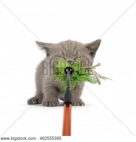 Sweet Lilac Bitish Shorthair Cat Kitten, Pulling Like A Tiger On A Green Feather Stick Toy. Eyes Clo