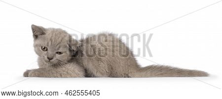 Sweet Lilac Bitish Shorthair Cat Kitten, Laying Down Side Ways Scratching Ear With Hind Paw. Looking