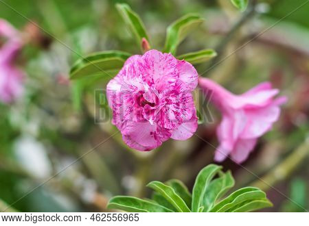 Flower Of Adenium Obesum  Sup Soom Boom Mutation Close Up