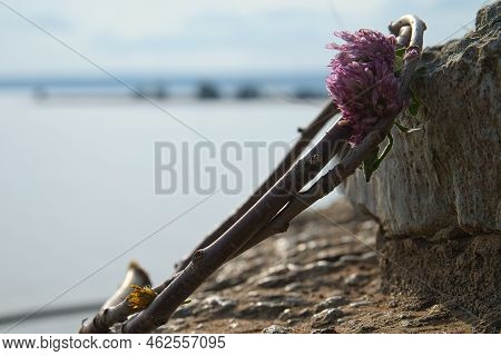 Flower Wreath On Vätterm At Näs Slott Ruin In Sweden. Landscape Photograph