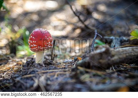 One Red Fly Mushroom Or Toadstool In Autumn Forest Sunlight On L