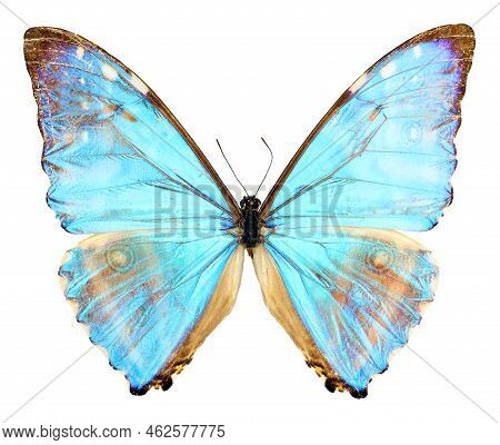 Blue Butterfly Isolated On White. Iridescent Pearl Morpho Aurora Macro Close Up, Collection Butterfl