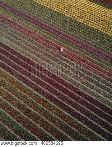 Endless Tulipfield. A Girl In A White Dress For Scale.