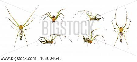 Group Of Decorative Big-jawed Spider(leucauge Decorate) Isolated On White Background. Animals. Insec