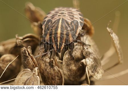 Detailed Facial Closeup On An Italian Red Stripd Shieldbug Sitting On Dried Vegetation In The Garden
