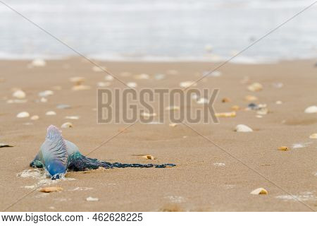 Portuguese Man O War Jellyfish On The Beach Of South Padre Island, Tx.