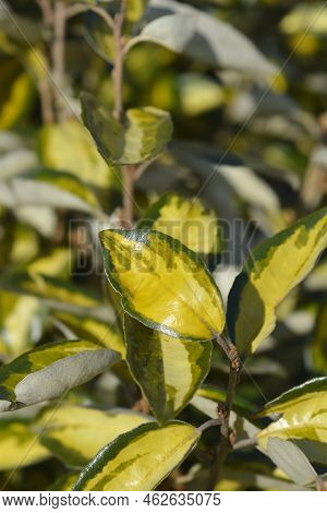 Oleaster Limelight Green And Yellow Leaves In The Spring