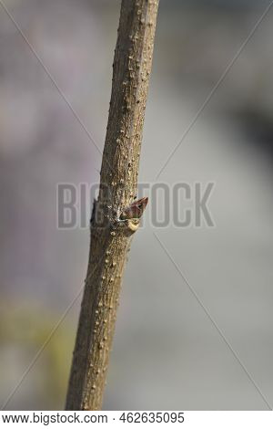 Lilac Nadezhda Branch With Leaf Bud In The Spring