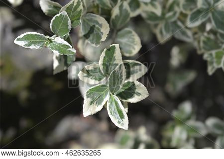 Variegated Wintercreeper Leaves In The Garden In Spring