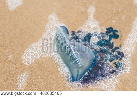 Portuguese Man O War Jellyfish On The Beach Of South Padre, Tx.