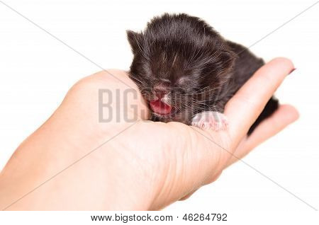 ทารกน่ารัก kitten meowing อยู่ในมือของผู้หญิง