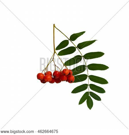 Autumn Branch Of Red Rowan Berry With Green Rowan Leaves Isolated On White Background