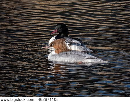 Couple Of The Goosanders (mergus Merganser) Swimming In Water. Male With White Body, Black Head With