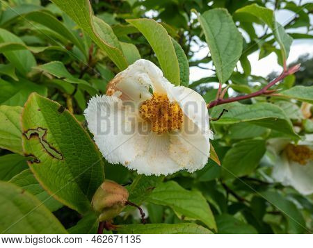 Korean Stewartia, Japanese Stewartia Or Deciduous Camellia (stewartia Pseudocamellia) Called Summer 