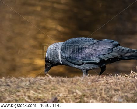 The Western Jackdaw Or European Jackdaw (coloeus Monedula) With Shiny Black And Grey Plumage Walking