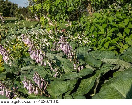 One Of The Largest Hosta ′blue Umbrellas′ With Giant, Blue-green, Thick-textured, Corrugated, Heart 