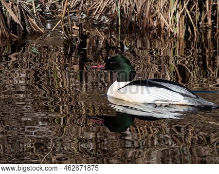 Male Of Goosander (common Merganser) (mergus Merganser) With White Body, Black Head With An Iridesce