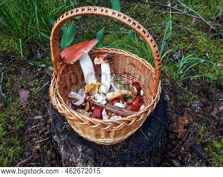 Wooden Basket On The Ground With Edible Mushrooms - Russula, Chanterelles, Boletus, Boletus Aspen Am