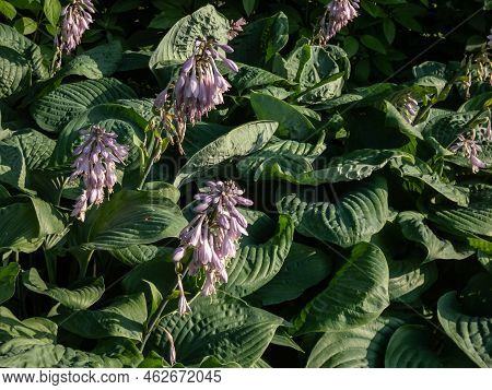 One Of The Largest Hosta ′blue Umbrellas′ With Giant, Blue-green, Thick-textured, Corrugated, Heart 