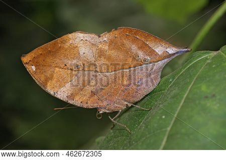Colorful Closeup On A Neo-tropical Well Camouflaged Dead Leaf Butterfly, Kallima Inachus, With Close