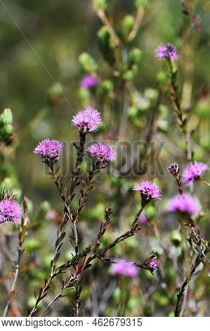 Closeup Of Pinkish Purple Flowers Of The Australian Native Myrtle Kunzea Capitata, Family Myrtaceae,