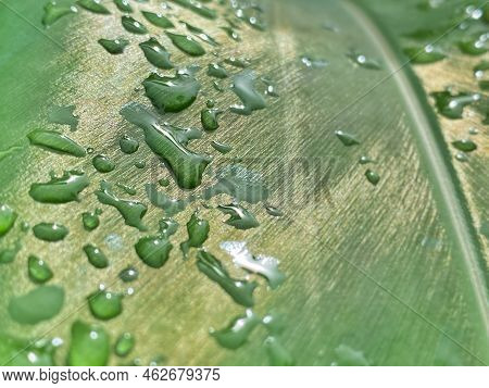 Water Drop On Green Leaf Background. Stock Photo.