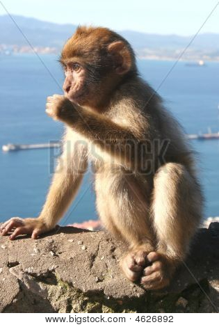 Giovane scimmia di Barberia