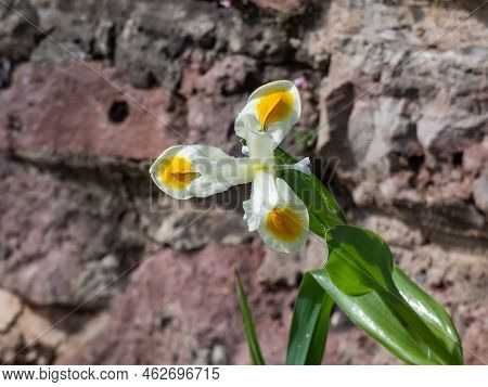 Close-up Shot Of The Iris Magnifica X Bucharica 'sunny Side Up' Flowering With Pure White Flowers Wi