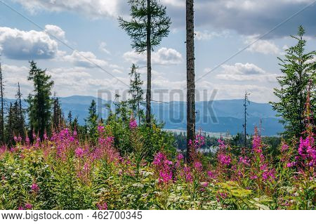 Beautiful Summer Landscape - Footpath In High Tatras Mountains, Lush Forest And Pink Fireweed Or Elo