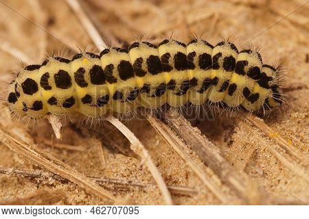 Closeup On The Caterpillar Of The Colorful Day-active Six Spot Burnet Moth, Zygaena Filipendulae Cra