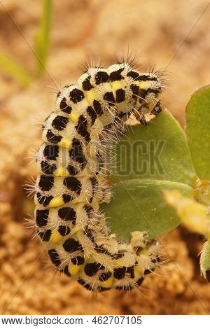 Closeup On The Caterpillar Of The Colorful Day-active Six Spot Burnet Moth, Zygaena Filipendulae Cra