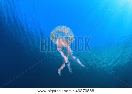 Jellyfish Underwater