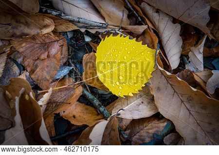 Morning Dew On This Vibrant Yellow Birch Tree Leaf On The Forest Floor In New Paltz New York.