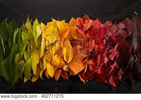 Rainbow Of Colorful Autumnal Leaves On Wooden Background