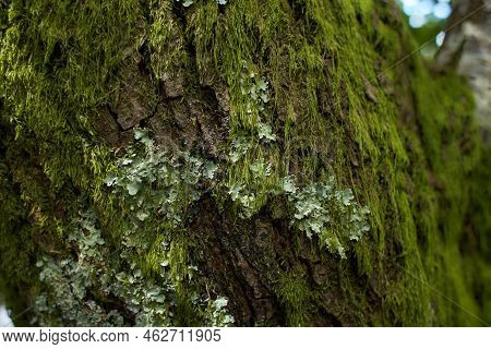Foliose Lichen On Fir Branch C Fc