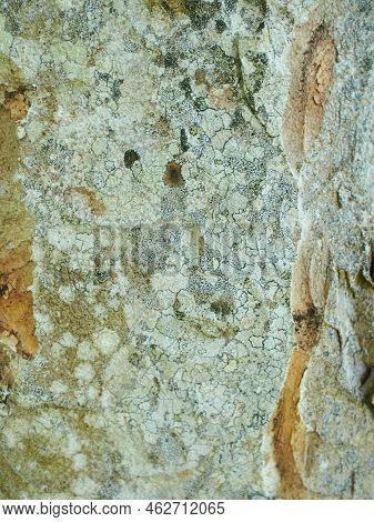 Foliose Lichen On Fir Branch C Fc