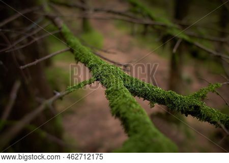Foliose Lichen On Fir Branch C Fc