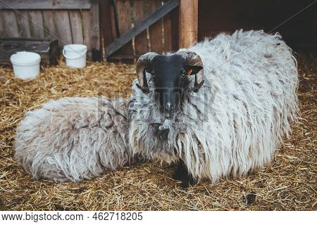 Cattle Farming. Pedigreed Ram. Rest Time. Beautiful Couple Sheep With Black White Wool Laying On Yar
