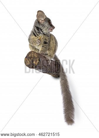 Adorable South African Bushbaby Aka Galago Moholi Or Nagapie, Sitting  On Branch. Tail Down And Look