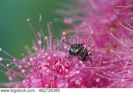 Closeup On A Small Black Female Common Yellow-face Bee , Hylaeus Communis, Sitting In A Purple Flowe