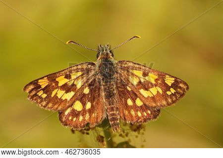 Closeup On The Rare Chequered Skipper, Carterocephalus Palaemon Sitting With Open Wings Against A Gr